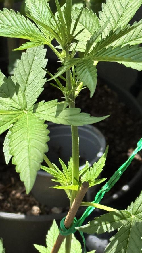Rootline. Week 3 - Erste Vorblüte-Anzeichen bei der Papaya Cookie