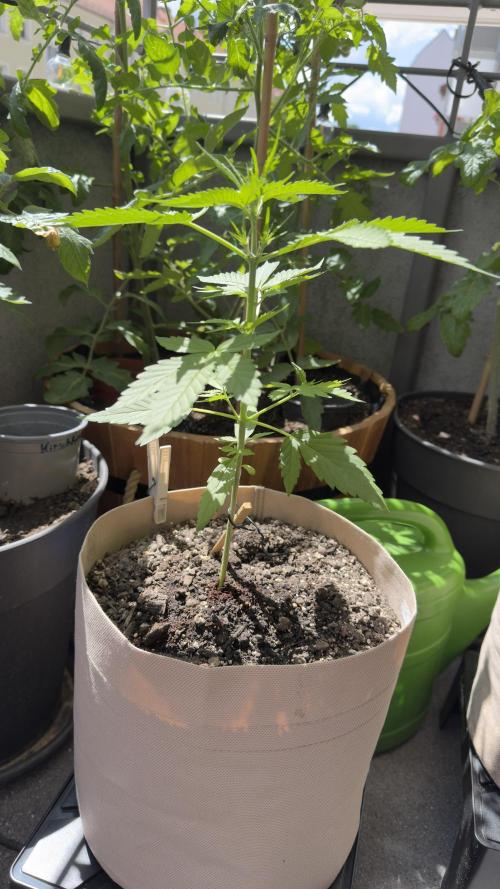 Rootline. Week 3