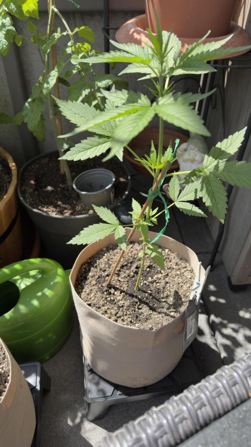 Rootline. Week 3