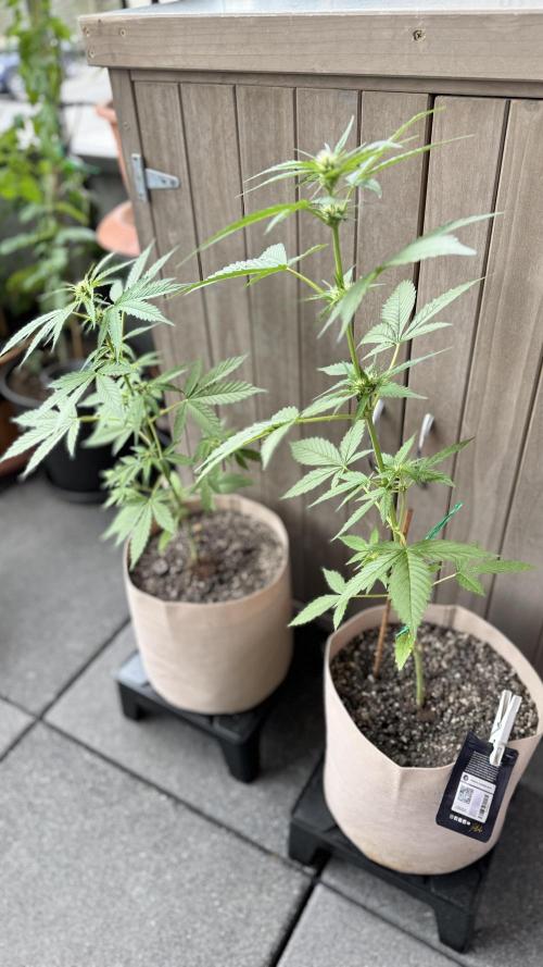 Rootline. Week 4 - Afghan kush (links) ~ 43cm
Papaya Cookies (rechts) ~ 64 cm