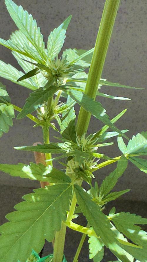 Rootline. Week 4 - Blüte  frühes Stadium 

Papaya coockies