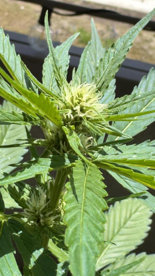 Rootline. Week 4 - Top  Blüte 

Papaya coockies