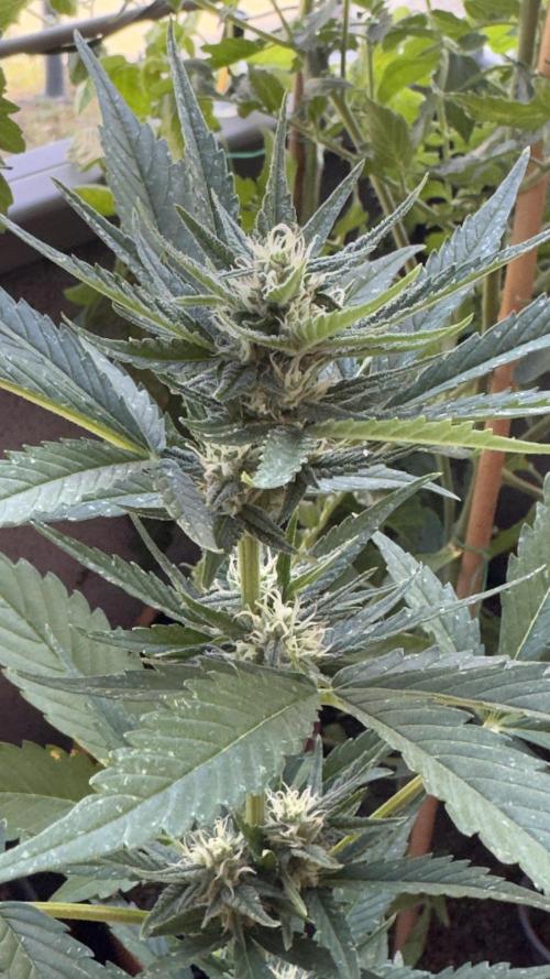 Rootline. Week 5 - Die Blütephase ist in vollem Gang - Papaya Cookies