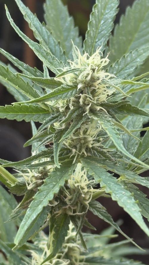 Rootline. Week 5 - Die Blüte entwickelt sich - Afghan Kush