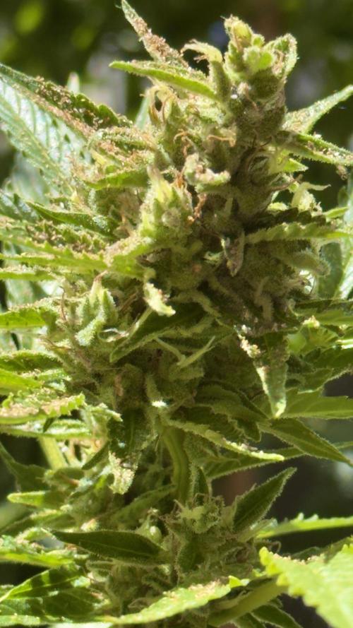 Rootline. Week 7 - Hauptcola  Afghan kush 
Bestreut mit Florfliegen
