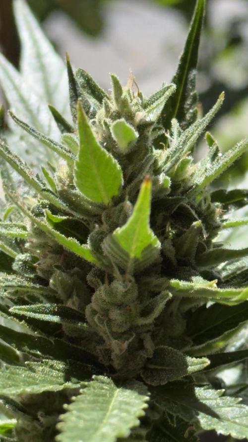Rootline. Week 7 - Hauptcola   Papaya Coockies
