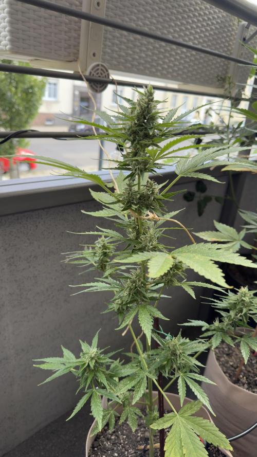 Rootline. Week 6