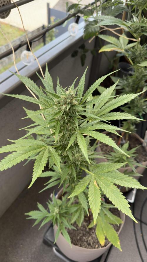 Rootline. Week 6