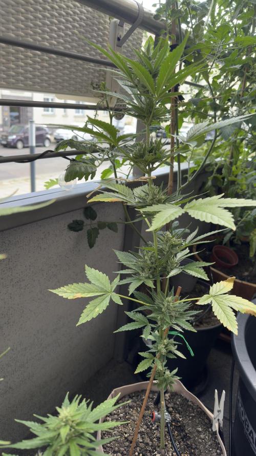 Rootline. Week 6