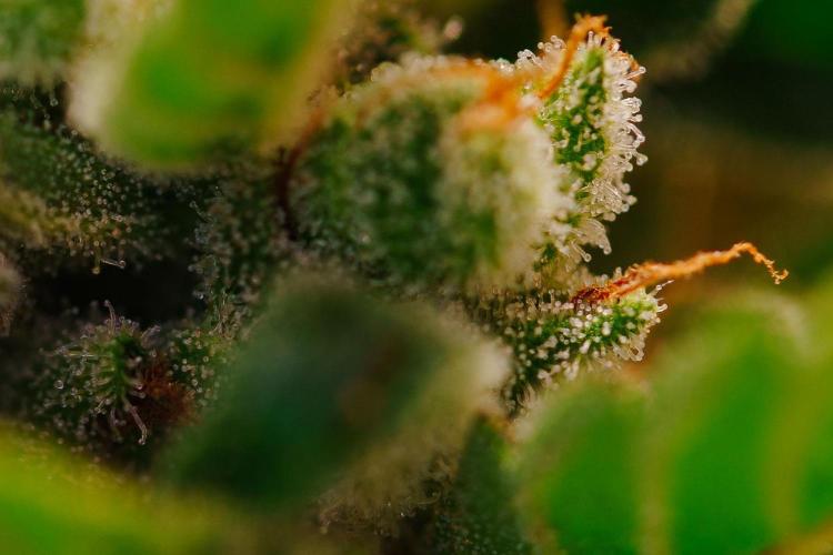 Rootline. Week 8 - Papaya Cookies - Trichome reifen