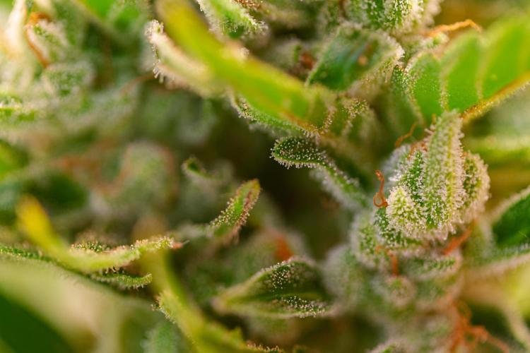 Rootline. Week 8 - Papaya Cookies - Trichome Makro