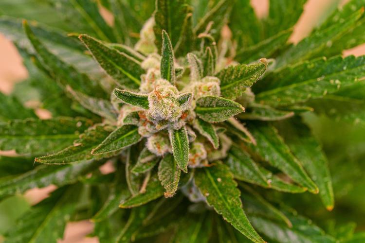 Rootline. Week 8 - Papaya Cookies - Bud mit Trichomen