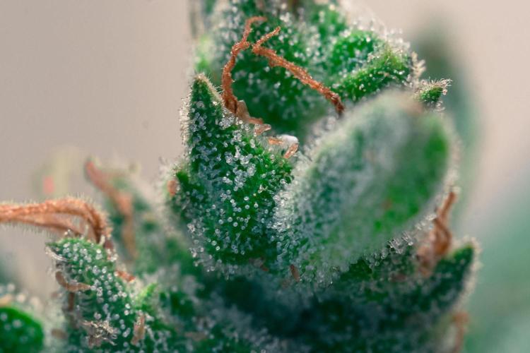 Rootline. Week 8 - Afghan Kush - Trichome der Headbud