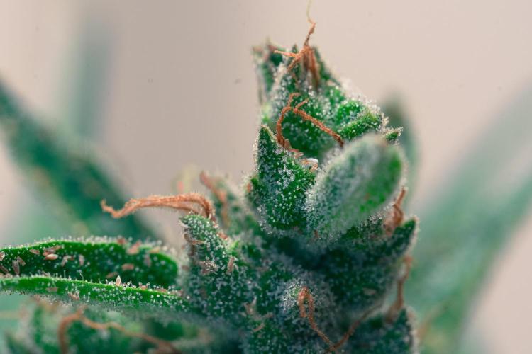 Rootline. Week 8 - Afghan Kush - die Blüte