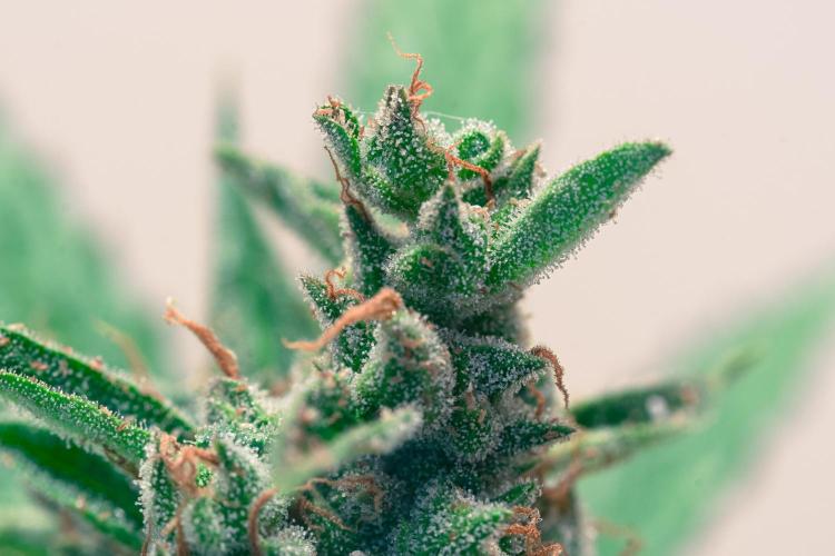 Rootline. Week 8 - Afghan Kush - die Entwicklung geht voran 