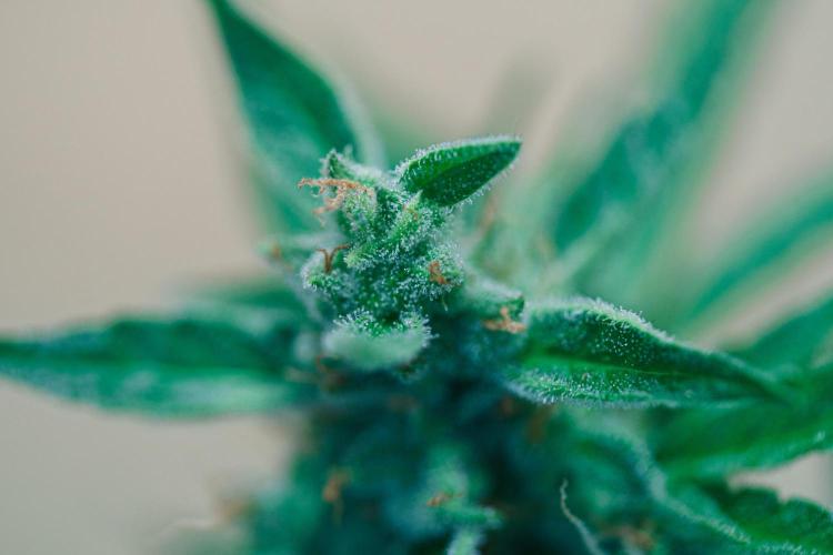 Rootline. Week 8 - Afghan Kush - kleiner unterer Bud