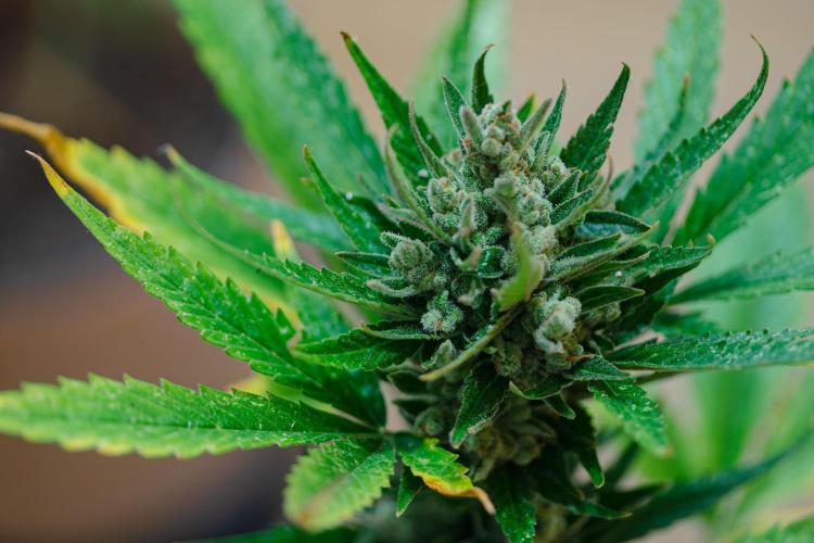 Rootline. Week 9 - Hauptblüte - Papaya Cookies -