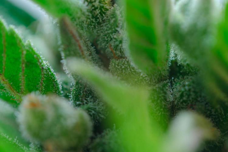 Rootline. Week 9 - Trichome - Papaya Cookies -