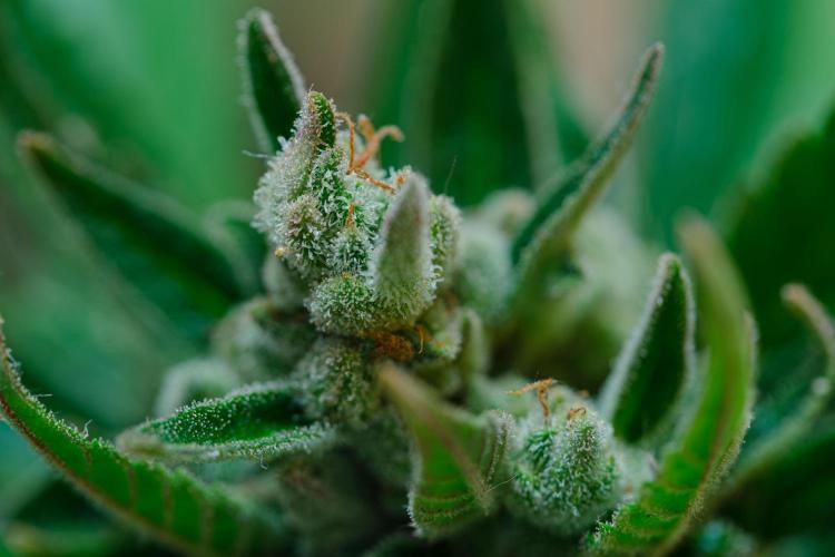 Rootline. Week 9 - - Papaya Cookies -
