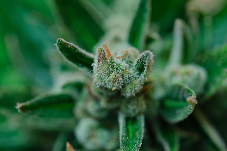 Rootline. Week 9 - - Papaya Cookies -