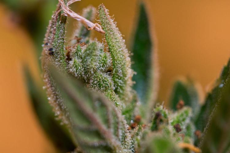 Rootline. Week 9 - - Papaya Cookies -