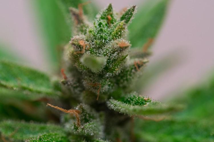 Rootline. Week 9 - Main-Cola - Afghan Kush - 