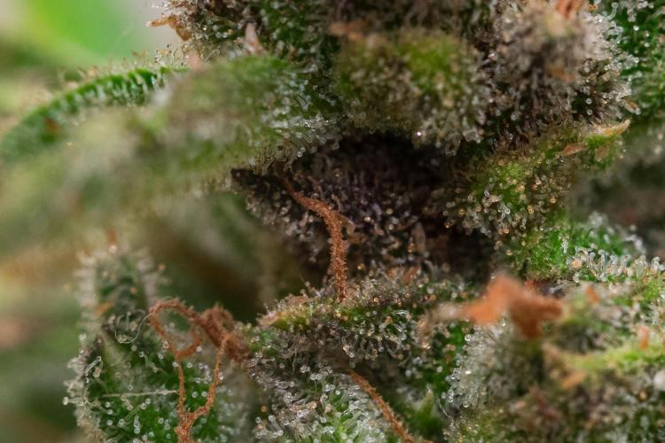 Rootline. Week 9 - Trichome - Afghan Kush - 
