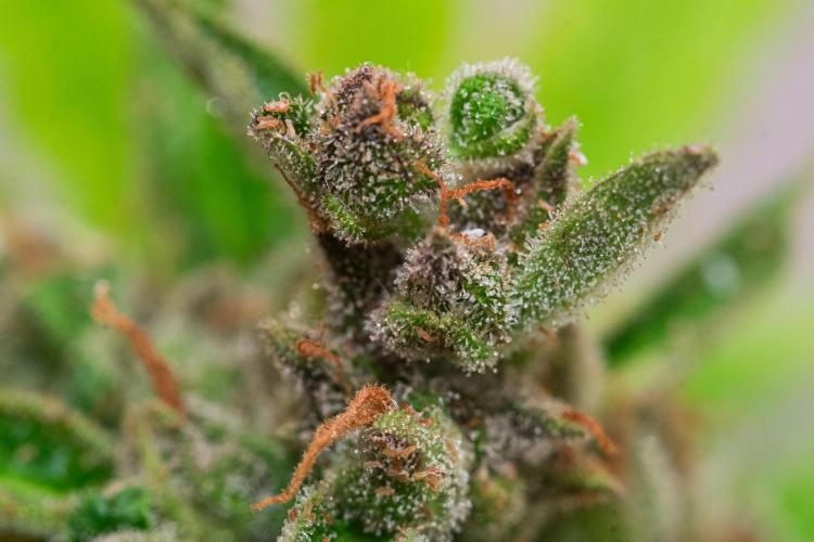 Rootline. Week 9 - Bud - Afghan Kush - 