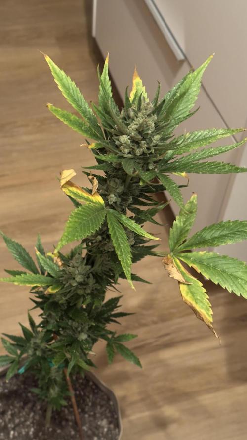 Rootline. Week 9 - - Papaya Cookies -