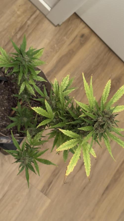 Rootline. Week 9 - - Afghan Kush - 