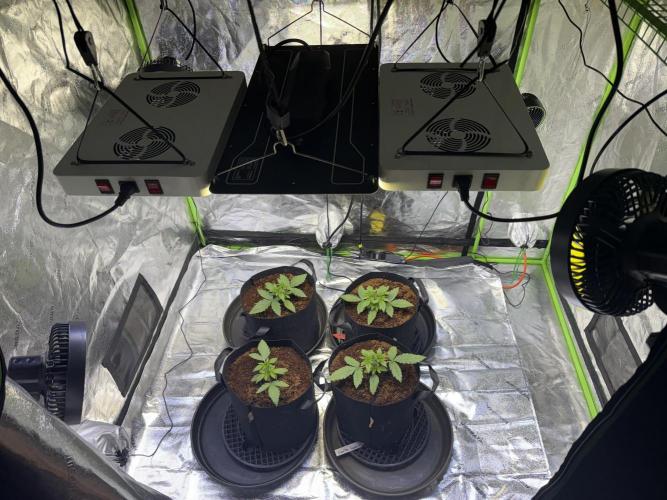 Gorilla cookies/Gelato 41 Autos. Week 2 - After defoliation