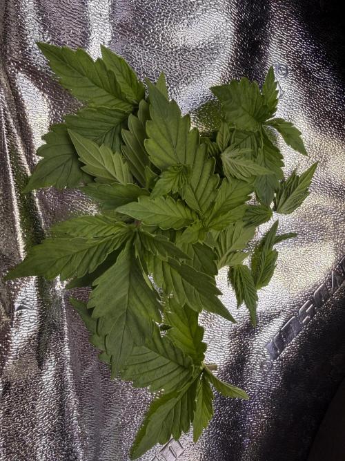 Gorilla cookies/Gelato 41 Autos. Week 2 - Mild defoliation to keep top at bay while other nodes catch up