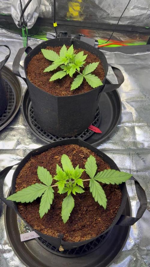 Gorilla cookies/Gelato 41 Autos
