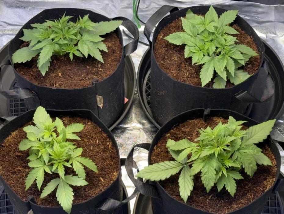 Gorilla cookies/Gelato 41 Autos. Week 3