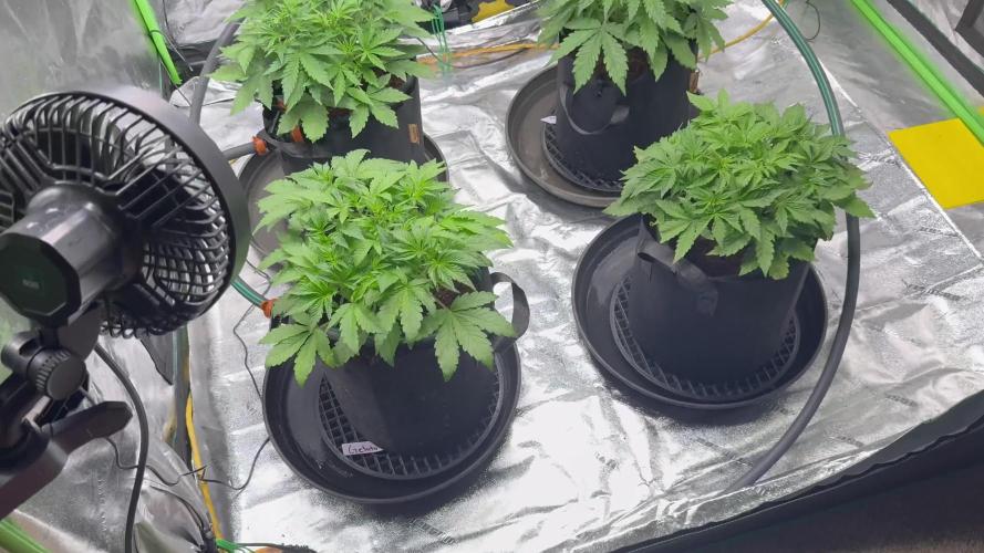 Gorilla cookies/Gelato 41 Autos