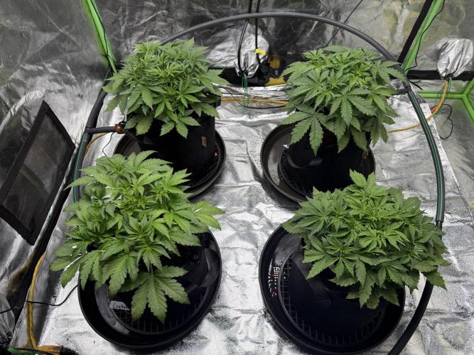 Gorilla cookies/Gelato 41 Autos. Week 4