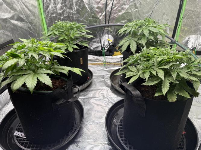Gorilla cookies/Gelato 41 Autos. Week 4