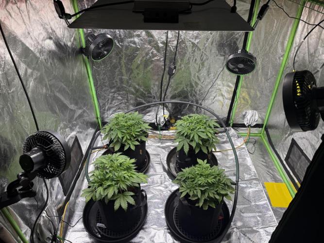 Gorilla cookies/Gelato 41 Autos. Week 4