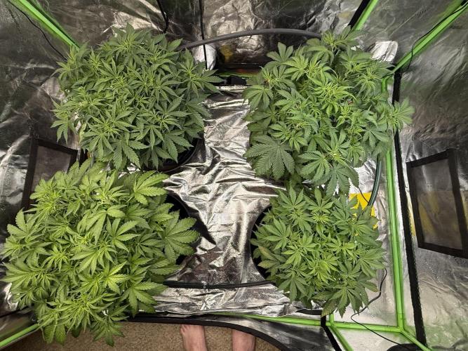 Gorilla cookies/Gelato 41 Autos. Week 5