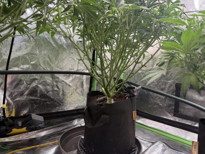 Gorilla cookies/Gelato 41 Autos. Week 6