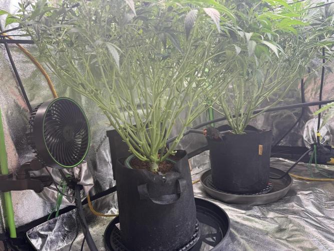 Gorilla cookies/Gelato 41 Autos. Week 6
