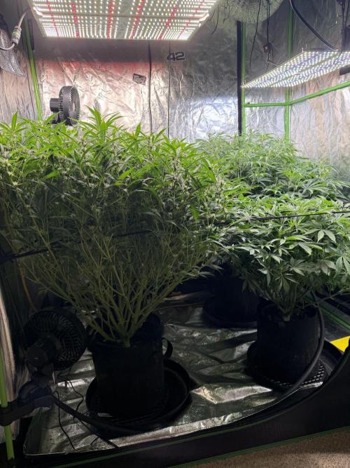 Gorilla cookies/Gelato 41 Autos. Week 7