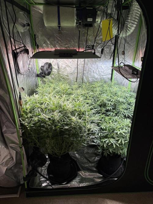 Gorilla cookies/Gelato 41 Autos. Week 7