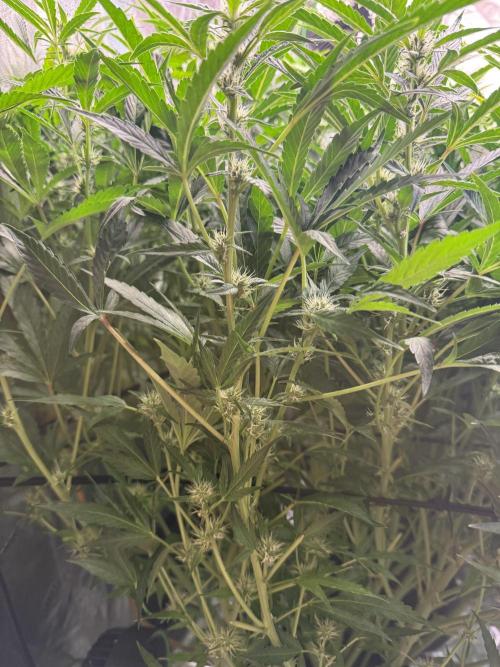 Gorilla cookies/Gelato 41 Autos. Week 7