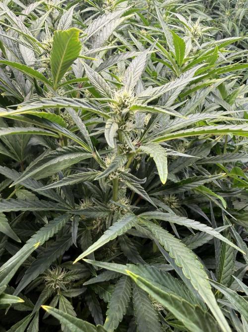 Gorilla cookies/Gelato 41 Autos. Week 7