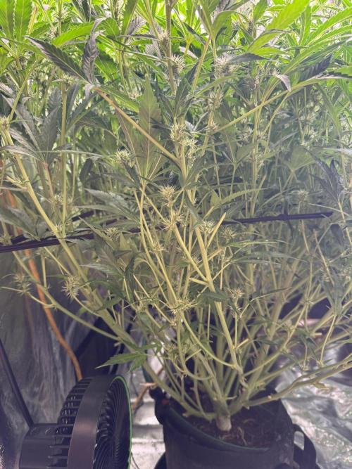 Gorilla cookies/Gelato 41 Autos. Week 7