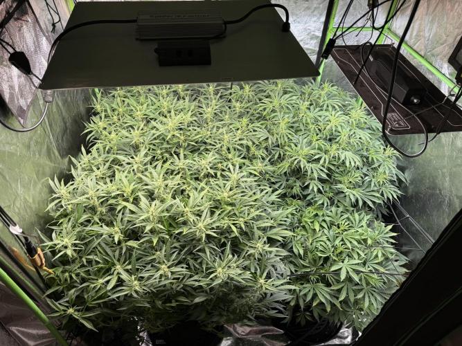 Gorilla cookies/Gelato 41 Autos. Week 7