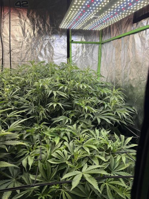Gorilla cookies/Gelato 41 Autos. Week 7