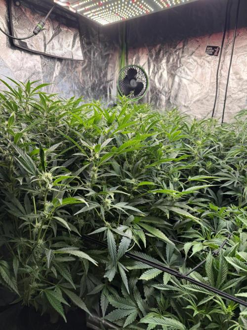 Gorilla cookies/Gelato 41 Autos. Week 7
