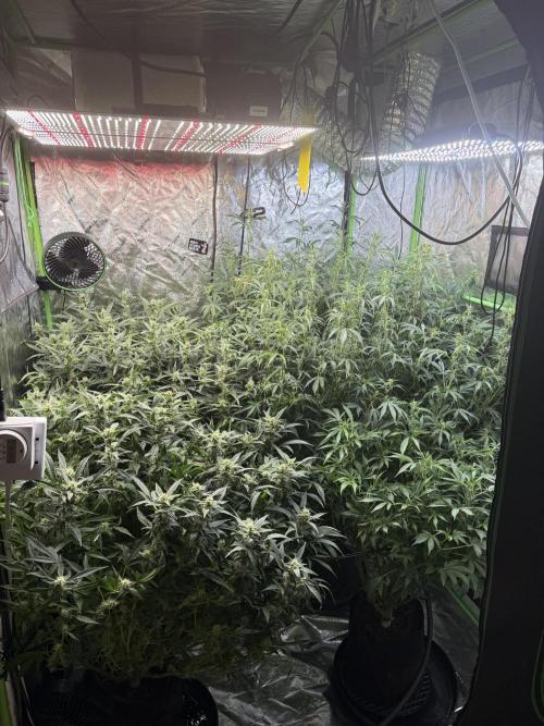 Gorilla cookies/Gelato 41 Autos. Week 8